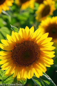 tournesol2